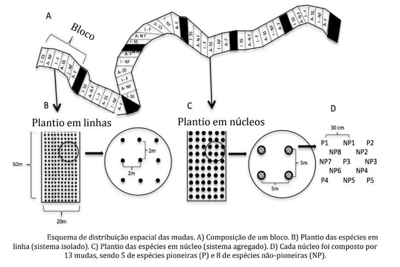 labtrop_esquema_plantio2.jpg