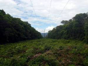 Abertura de faixa em floresta de restinga alta para passagem de linha de alta tensão no município de Iguape.