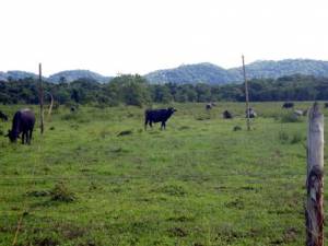 Pecuária bubalina em área localizada na planície litorânea do município de Iguape. Ao fundo, ocorrência de floresta de restinga alta.